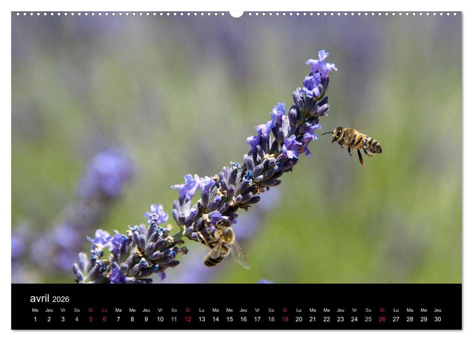 Lavande, l'or bleu de Provence (CALVENDO Calendrier supérieur 2026)