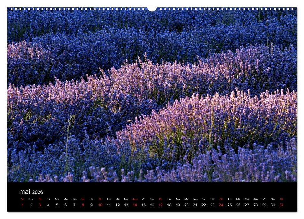 Lavande, l'or bleu de Provence (CALVENDO Calendrier supérieur 2026)