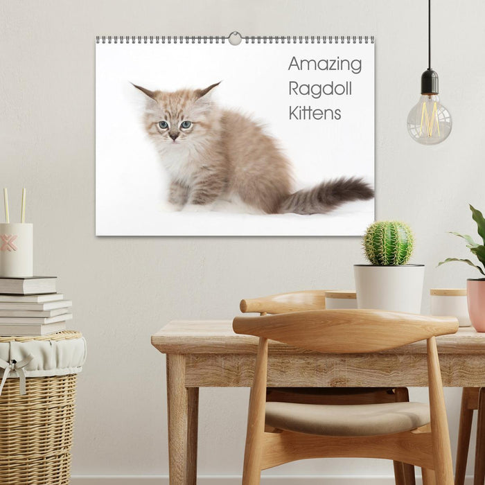 Amazing Ragdoll Kittens (CALVENDO Monthly Calendar 2026)