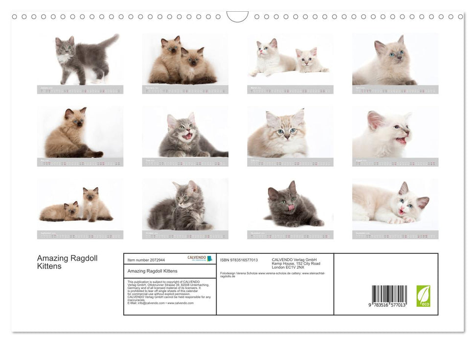 Amazing Ragdoll Kittens (CALVENDO Monthly Calendar 2026)