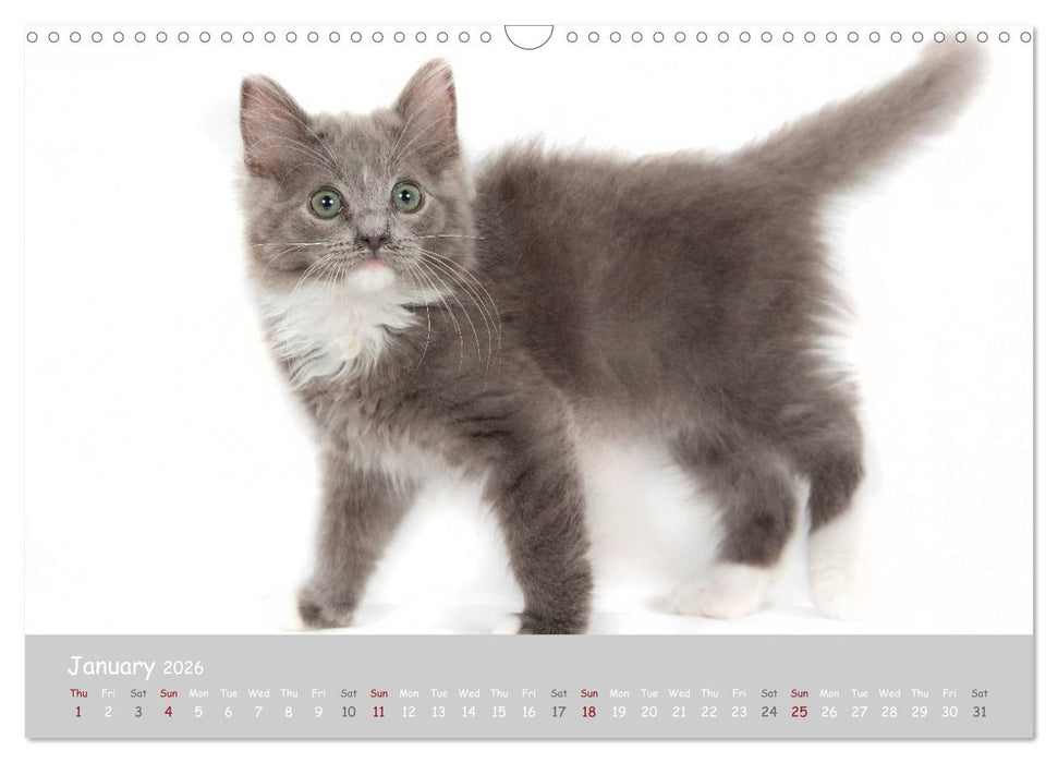 Amazing Ragdoll Kittens (CALVENDO Monthly Calendar 2026)