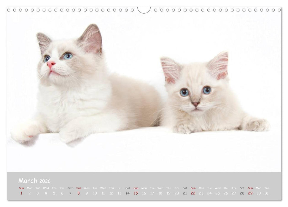 Amazing Ragdoll Kittens (CALVENDO Monthly Calendar 2026)