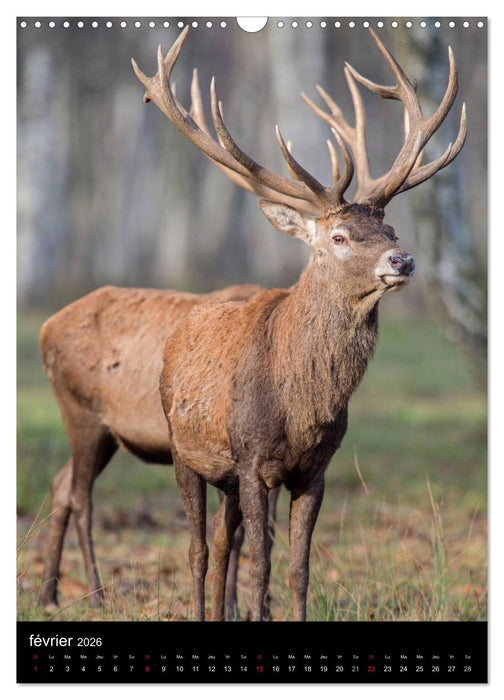 LE CERF EN FRANCE (CALVENDO Calendrier mensuel 2026)