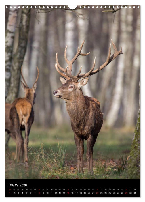 LE CERF EN FRANCE (CALVENDO Calendrier mensuel 2026)