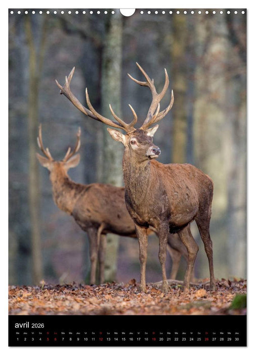 LE CERF EN FRANCE (CALVENDO Calendrier mensuel 2026)