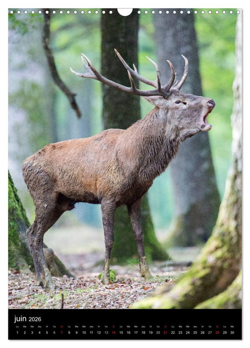 LE CERF EN FRANCE (CALVENDO Calendrier mensuel 2026)