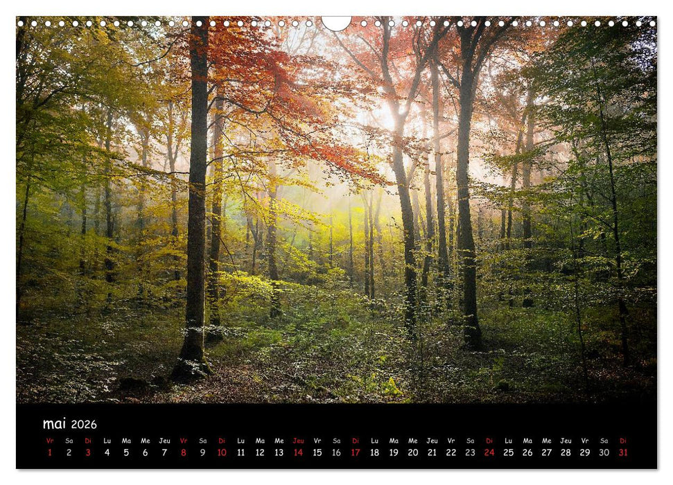 BROCELIANDE, la forêt (CALVENDO Calendrier mensuel 2026)