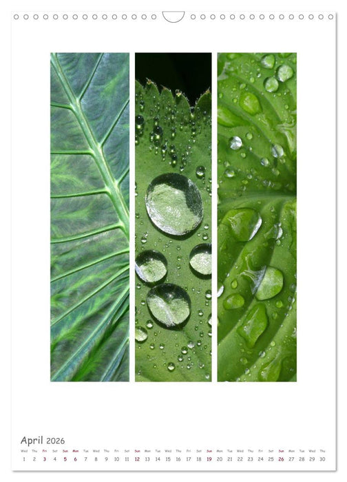 Colours of Nature - Triptycha (CALVENDO Monthly Calendar 2026)