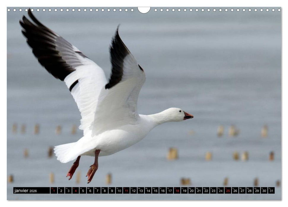 PLUMES LÉGÈRES. Oiseaux du Monde (CALVENDO Calendrier mensuel 2026)