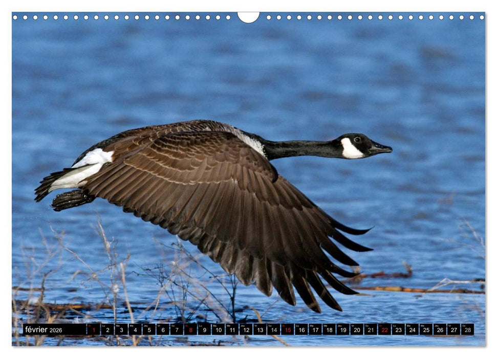 PLUMES LÉGÈRES. Oiseaux du Monde (CALVENDO Calendrier mensuel 2026)