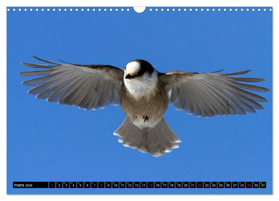PLUMES LÉGÈRES. Oiseaux du Monde (CALVENDO Calendrier mensuel 2026)