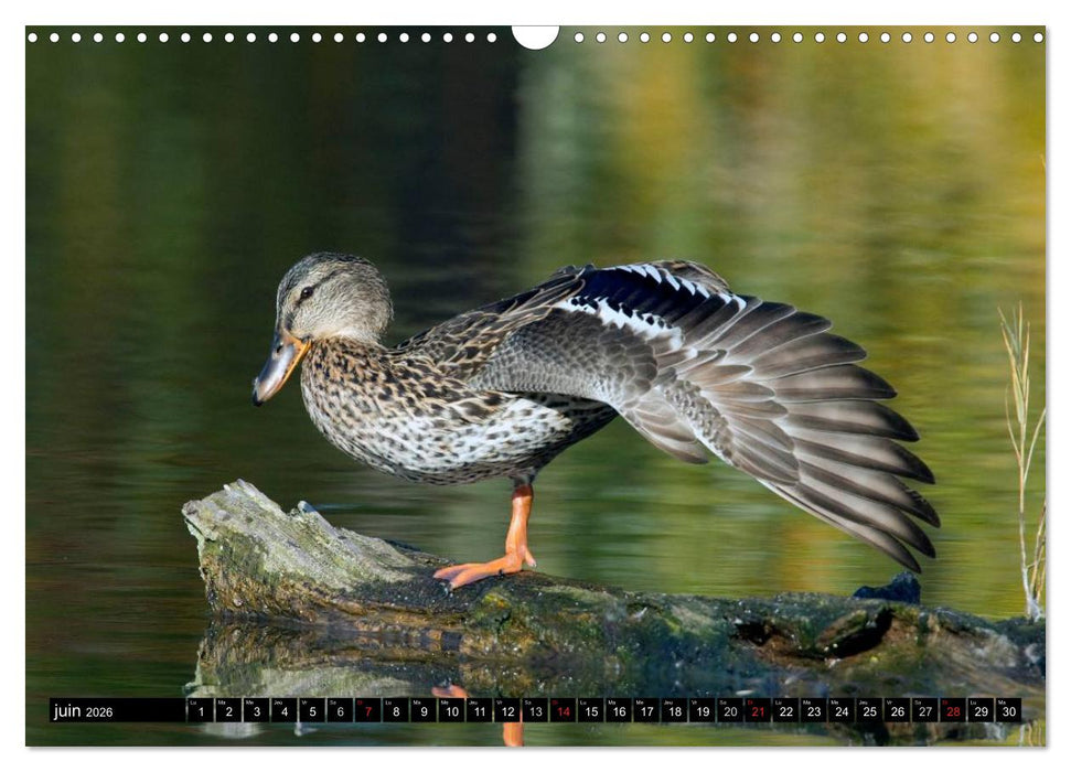 PLUMES LÉGÈRES. Oiseaux du Monde (CALVENDO Calendrier mensuel 2026)