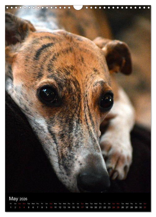 Beautiful Whippets (CALVENDO Monthly Calendar 2026)