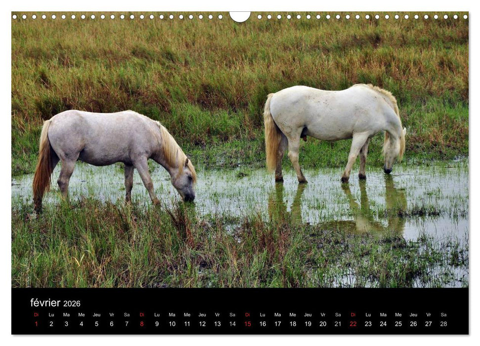 Camargue Entre mer et nature (CALVENDO Calendrier mensuel 2026)