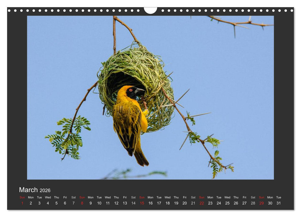 Namibia's Nature (CALVENDO Monthly Calendar 2026)