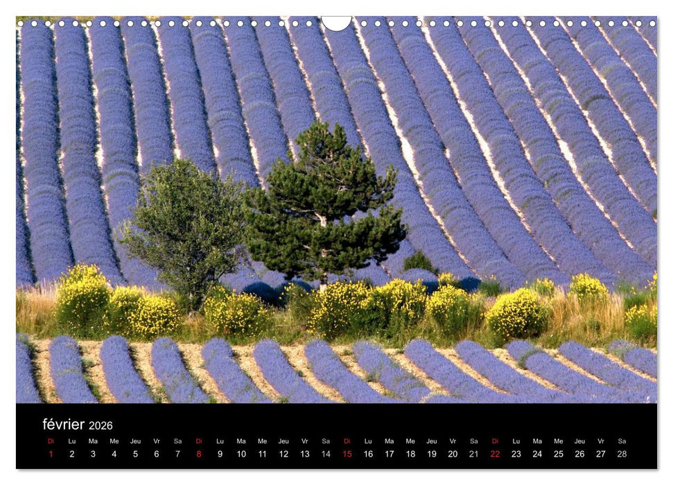 Lavande, l'or bleu de Provence (CALVENDO Calendrier mensuel 2026)