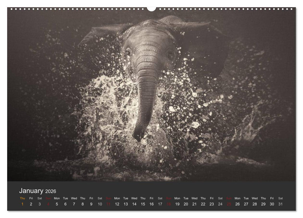 African Souls African animals with soul (CALVENDO Premium-Calendar 2026)