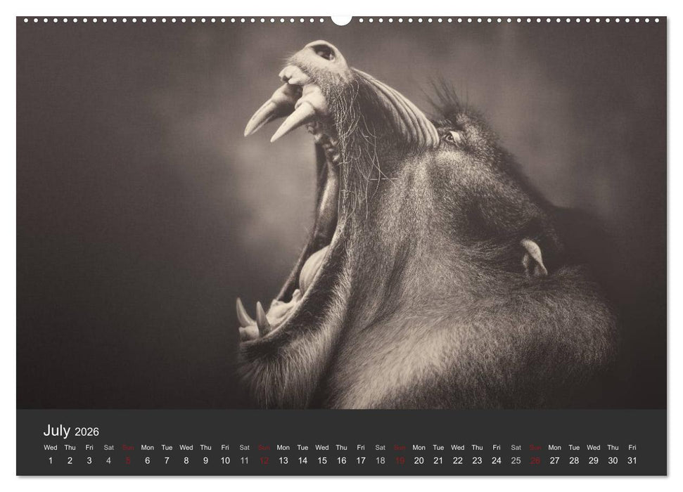 African Souls African animals with soul (CALVENDO Premium-Calendar 2026)