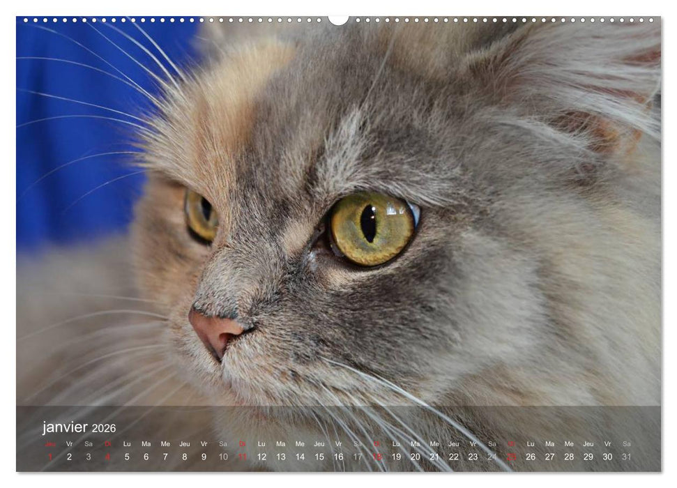 Mine de chat (CALVENDO Calendrier supérieur 2026)