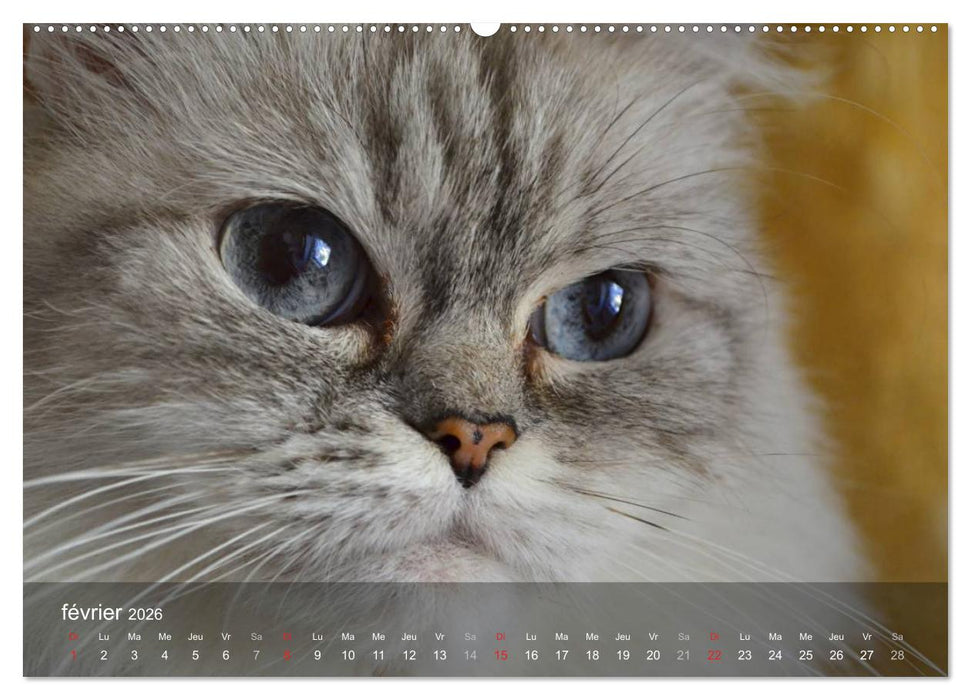 Mine de chat (CALVENDO Calendrier supérieur 2026)