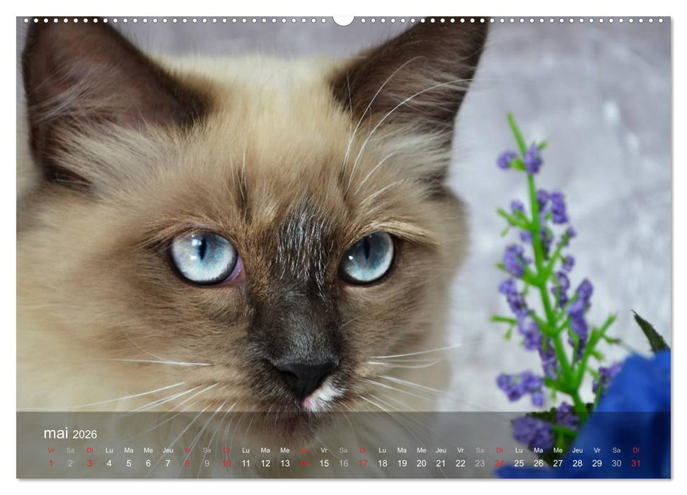Mine de chat (CALVENDO Calendrier supérieur 2026)