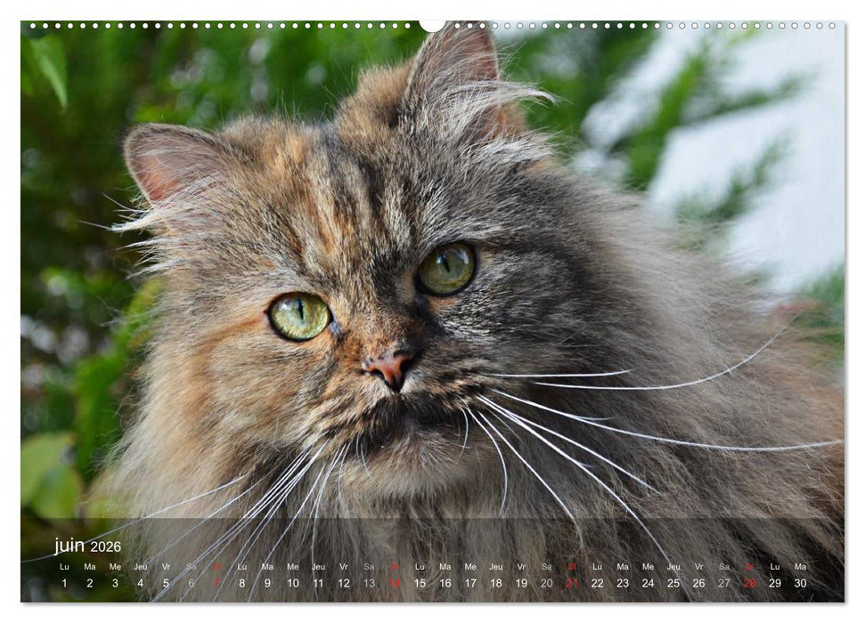 Mine de chat (CALVENDO Calendrier supérieur 2026)