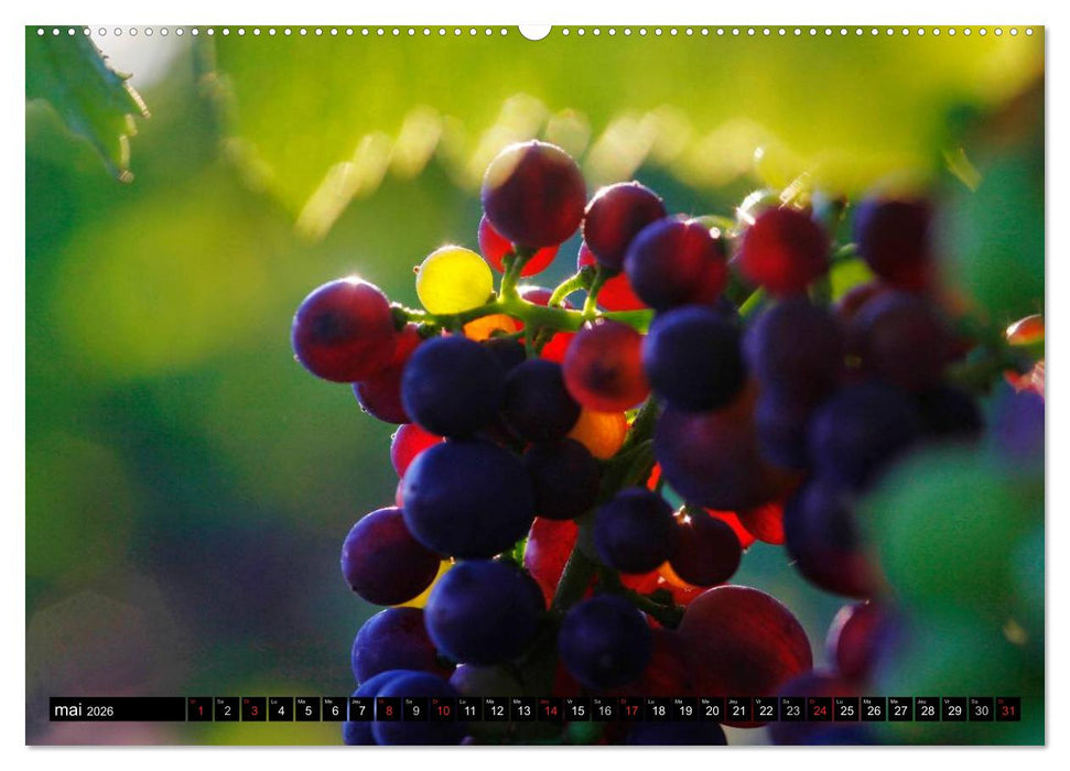 LE VIN (CALVENDO Calendrier supérieur 2026)