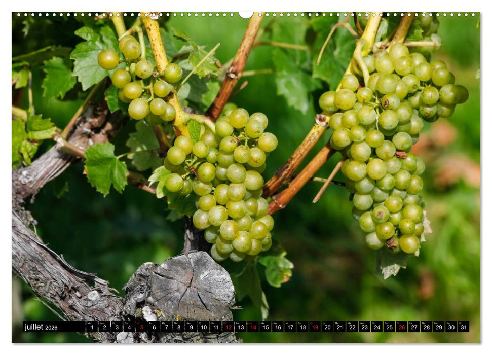 LE VIN (CALVENDO Calendrier supérieur 2026)