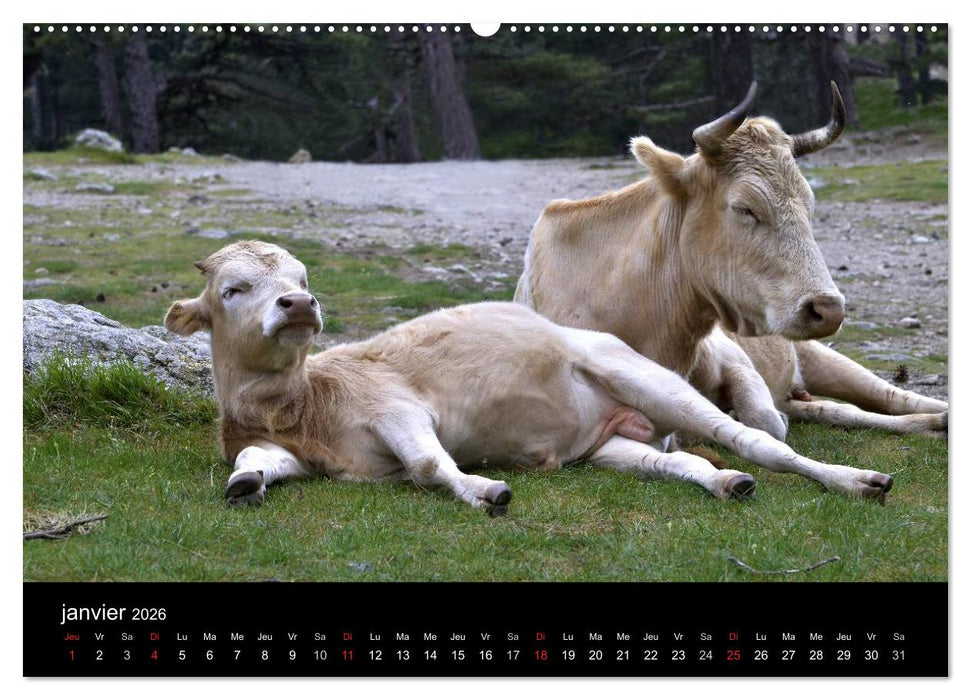 La Corse Ile de Beauté (CALVENDO Calendrier supérieur 2026)