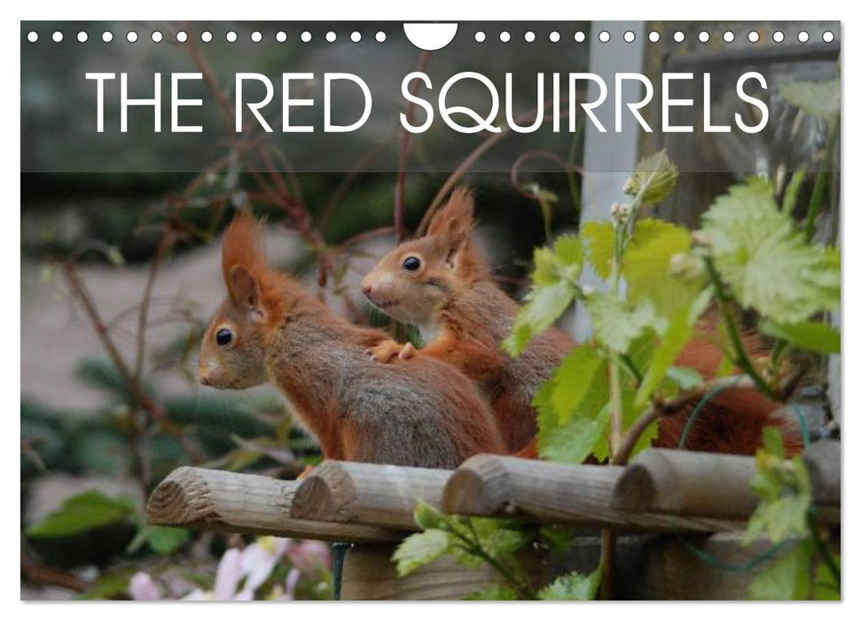 The red squirrels (CALVENDO Monthly Calendar 2026)