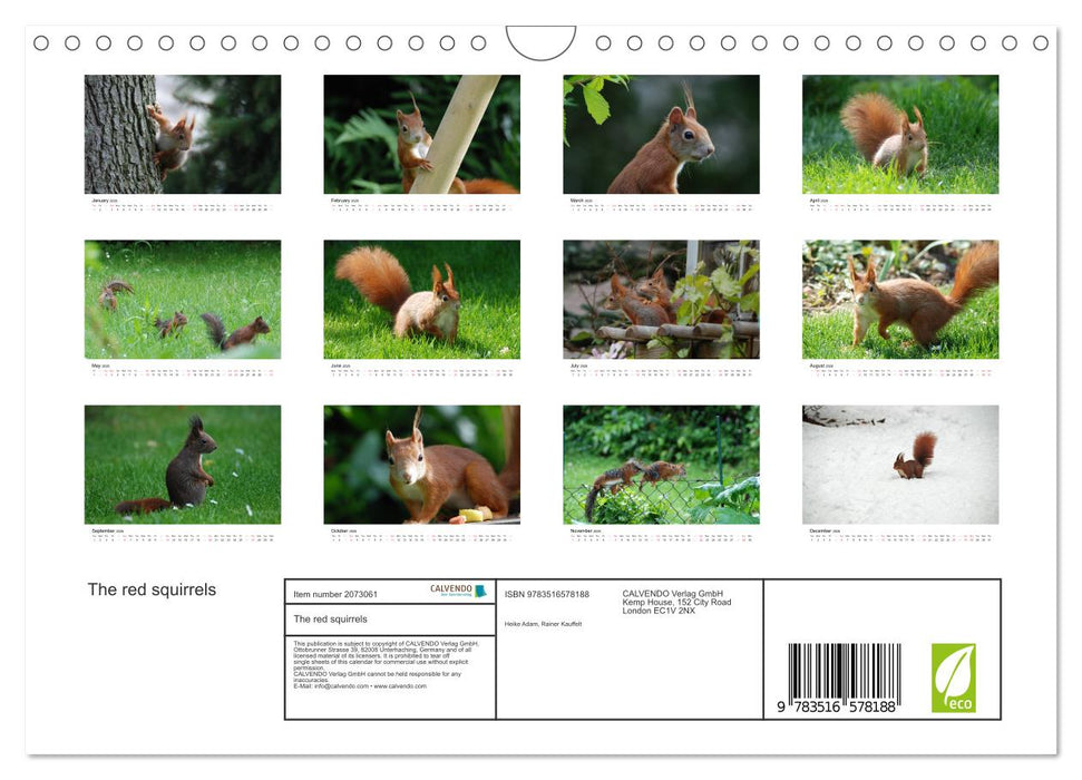The red squirrels (CALVENDO Monthly Calendar 2026)