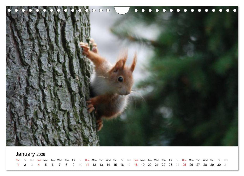 The red squirrels (CALVENDO Monthly Calendar 2026)