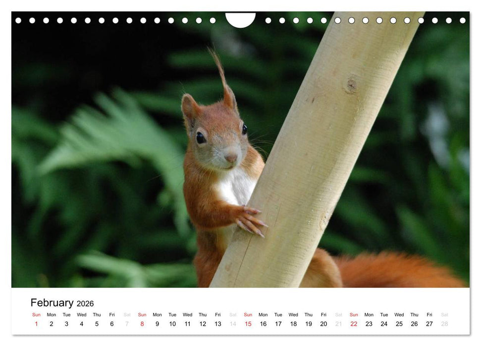 The red squirrels (CALVENDO Monthly Calendar 2026)