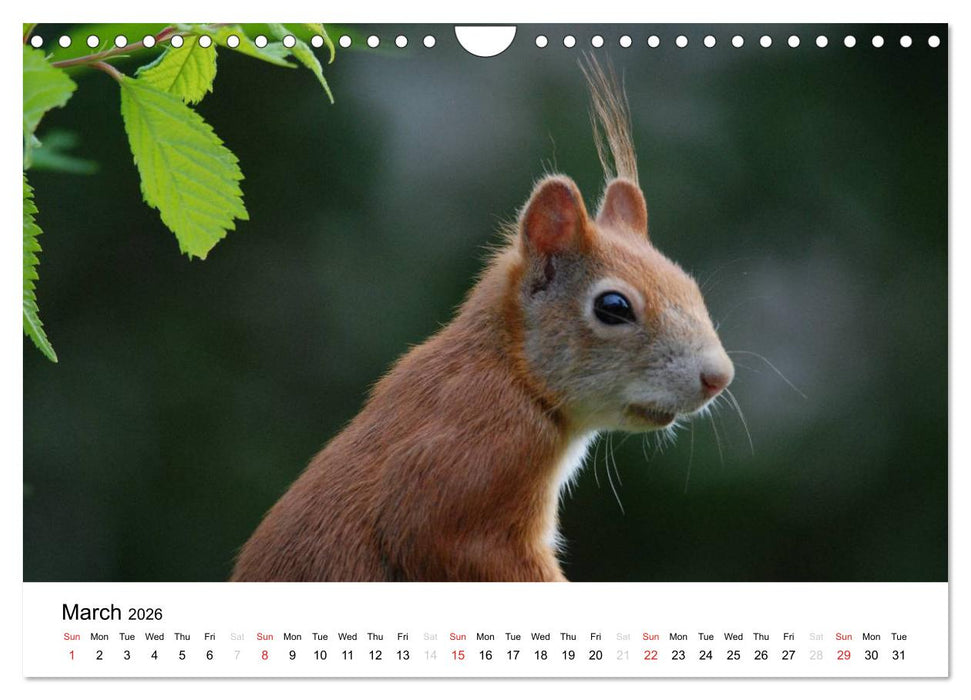 The red squirrels (CALVENDO Monthly Calendar 2026)