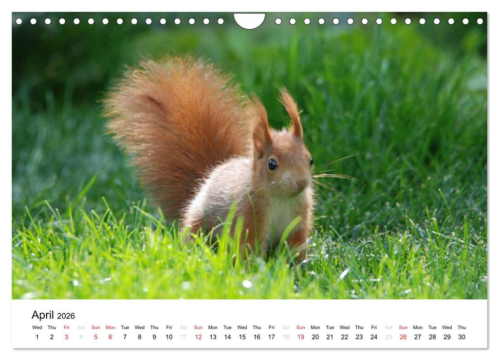 The red squirrels (CALVENDO Monthly Calendar 2026)