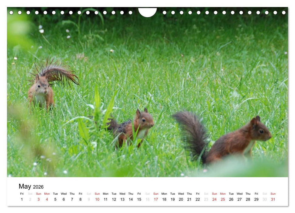 The red squirrels (CALVENDO Monthly Calendar 2026)
