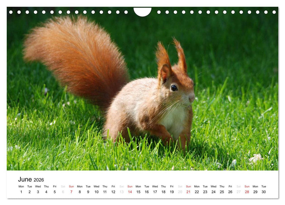 The red squirrels (CALVENDO Monthly Calendar 2026)
