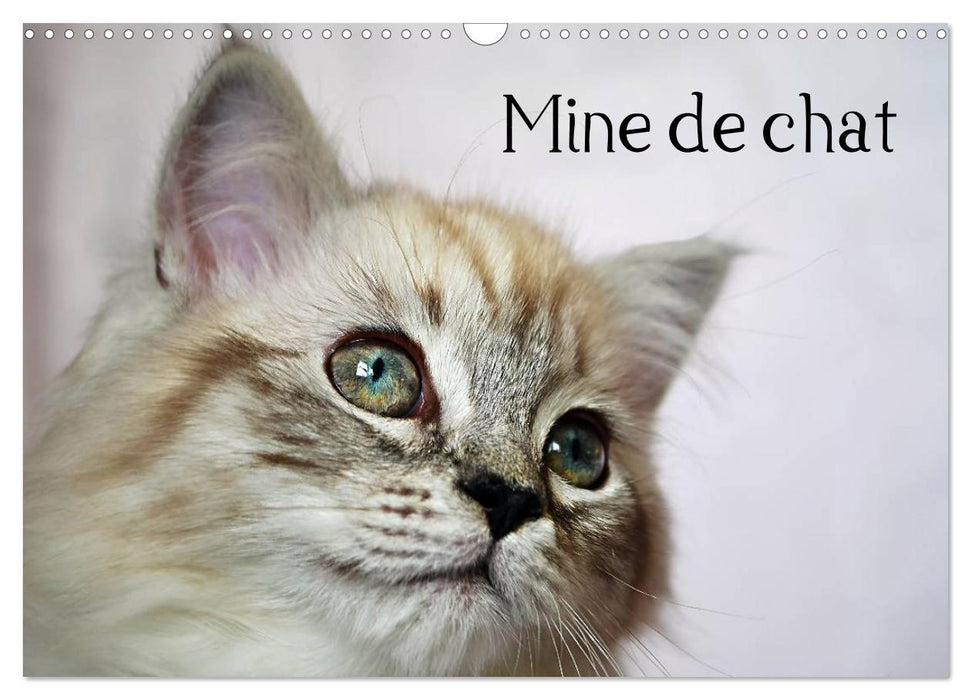 Mine de chat (CALVENDO Calendrier mensuel 2026)
