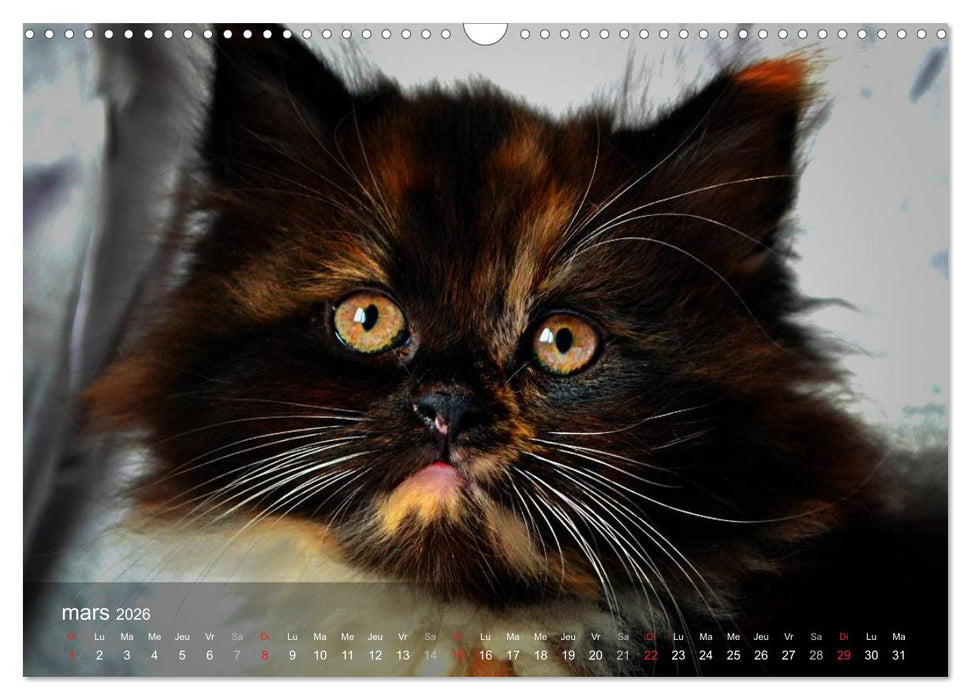 Mine de chat (CALVENDO Calendrier mensuel 2026)