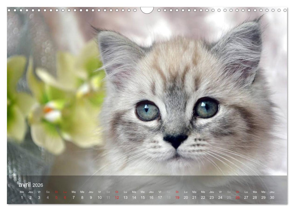 Mine de chat (CALVENDO Calendrier mensuel 2026)