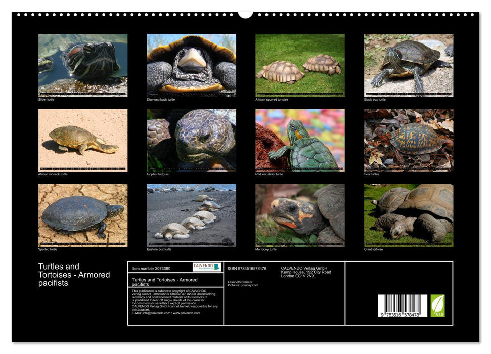 Turtles and Tortoises - Armored pacifists (CALVENDO Premium-Calendar 2026)
