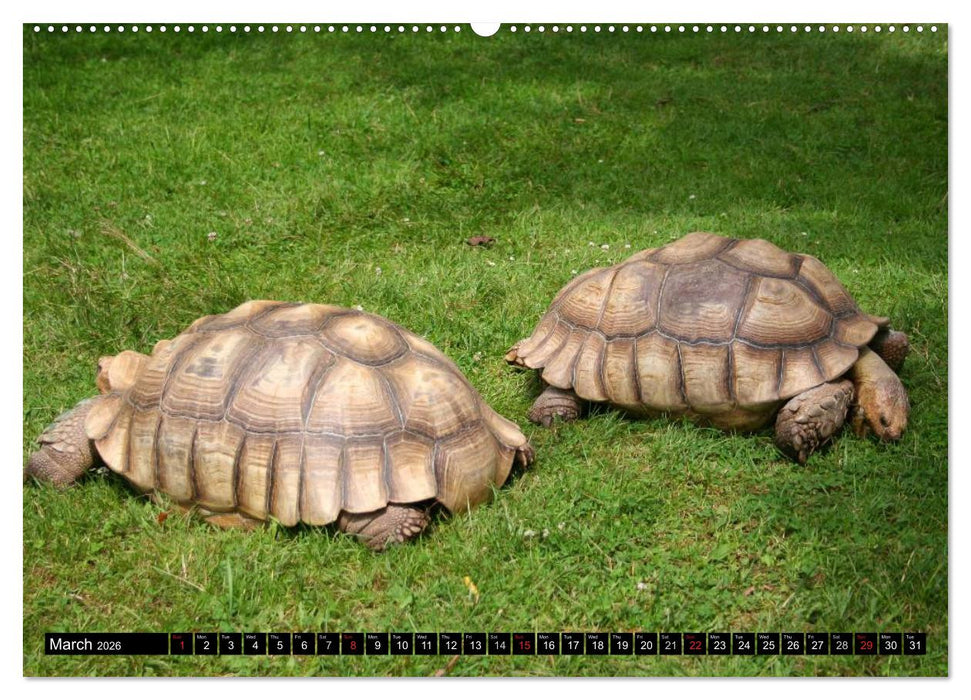 Turtles and Tortoises - Armored pacifists (CALVENDO Premium-Calendar 2026)