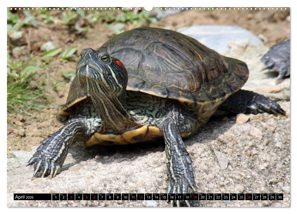 Turtles and Tortoises - Armored pacifists (CALVENDO Premium-Calendar 2026)
