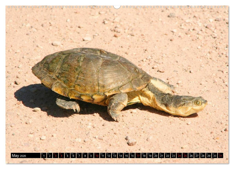 Turtles and Tortoises - Armored pacifists (CALVENDO Premium-Calendar 2026)