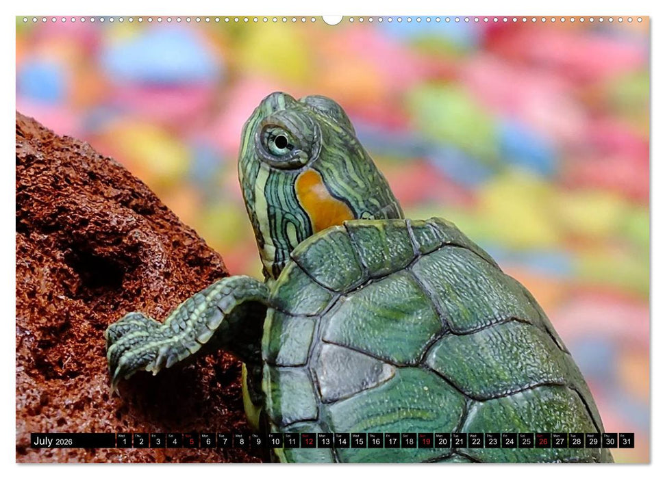 Turtles and Tortoises - Armored pacifists (CALVENDO Premium-Calendar 2026)