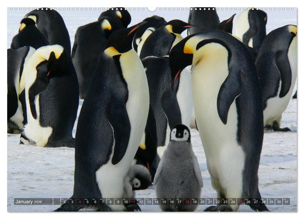 Penguins Unique and amazing birds (CALVENDO Premium-Calendar 2026)