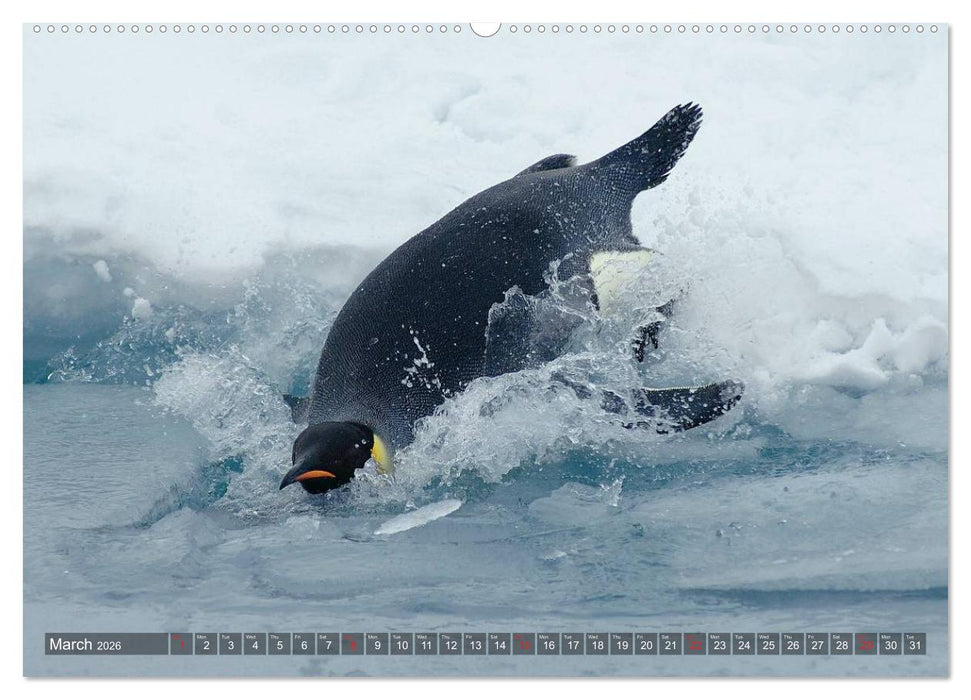 Penguins Unique and amazing birds (CALVENDO Premium-Calendar 2026)