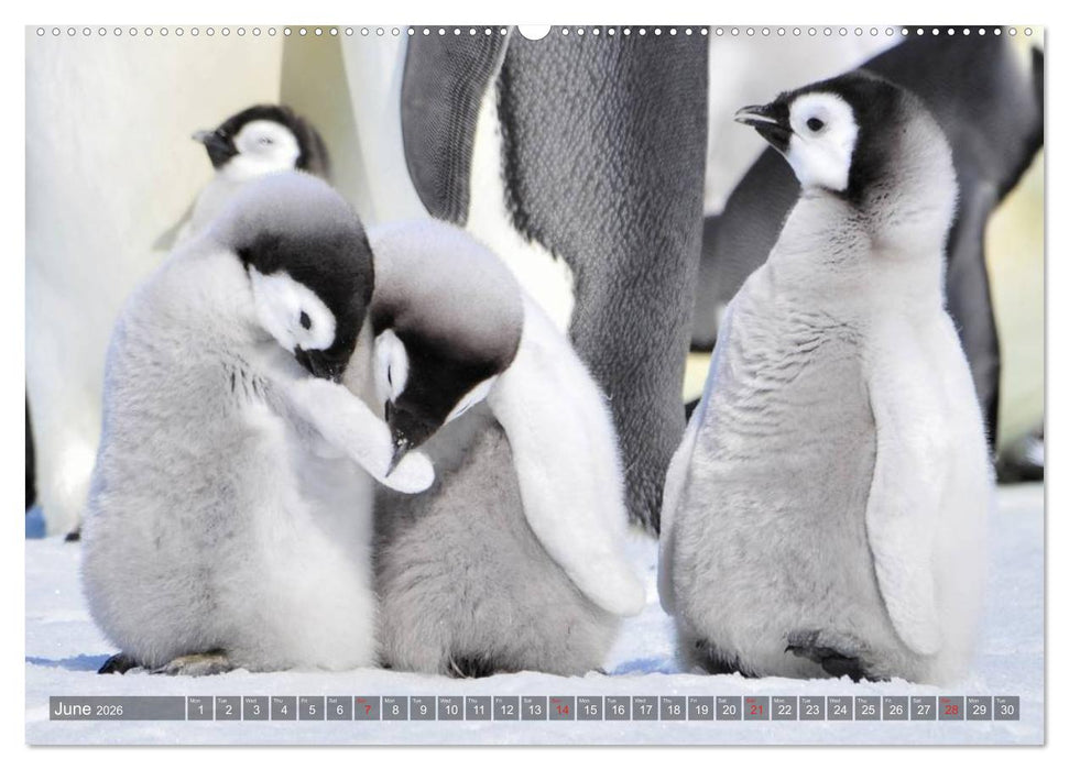 Penguins Unique and amazing birds (CALVENDO Premium-Calendar 2026)