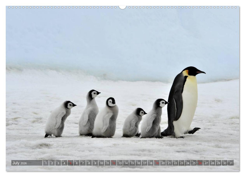 Penguins Unique and amazing birds (CALVENDO Premium-Calendar 2026)