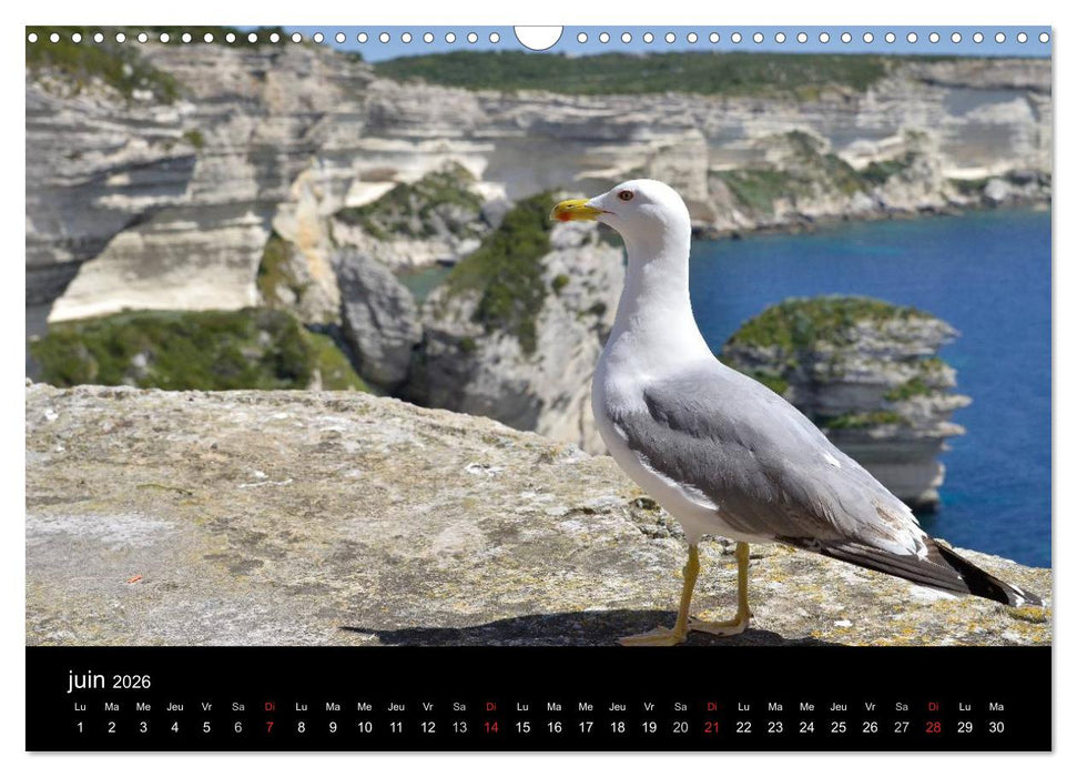 La Corse Ile de Beauté (CALVENDO Calendrier mensuel 2026)